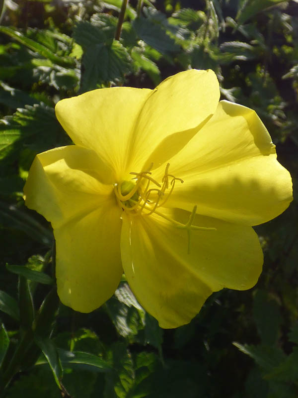 Oenothera glazioviana